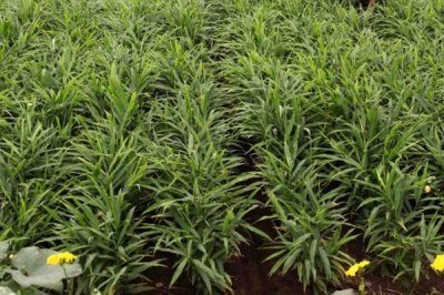 如何预防生姜叶片发黄,种植期间要及时浇水施肥、揭除地膜