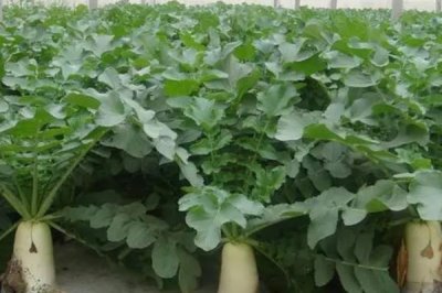 白萝卜施什么肥料,可以施用氮磷钾肥