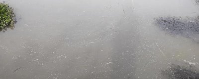 虾塘水质发黑怎么办,需先找准原因