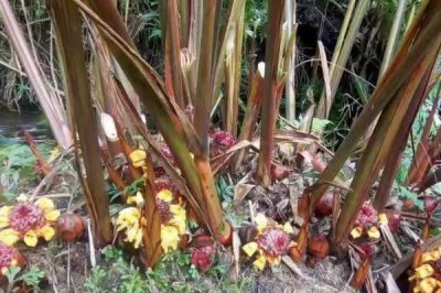 草果简介,是著名的药食两用中药材