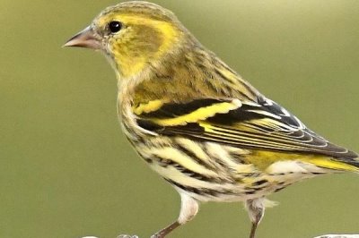 如何让黄雀不怕人,可通过喂食建立信任