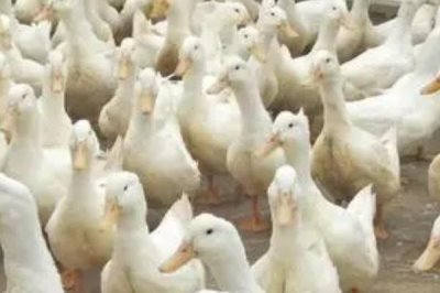 鸭子白点病，易与鸭霍乱相混淆