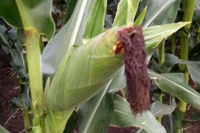 秋实266玉米品种的特性,中熟品种