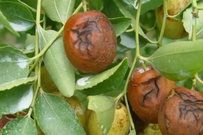 冬枣裂果的原因,可能是水分失调或营养失衡等