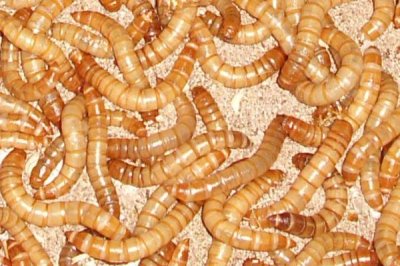 阳光对黄粉虫有什么影响,被强光照射后寿命会缩短