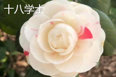 茶花树苗的价格,微型盆景茶花深受消费者喜爱