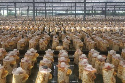 种植桑黄的利润和风险,效益可观但一些企业会进行欺骗经营