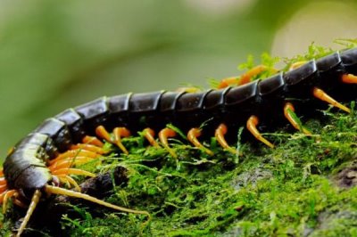 蜈蚣有没有毒,各个品种的蜈蚣毒性都不一样