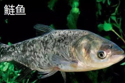 统爆鲢鳙介绍,可作为野钓鲢鳙的主攻饵