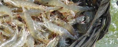 配制南美白对虾的饲料要注意什么，所含营养应确保全面均衡