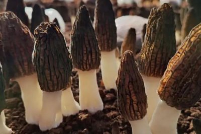 高效栽培羊肚菌的方法,早春保持适温可刺激子实体形成