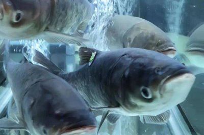 花鲢和白鲢的区别,花鲢两侧有黑斑、白鲢两侧呈银白色