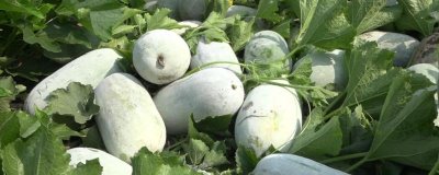 冬瓜的种植时间,适合在2-3月份和6-7月份种植