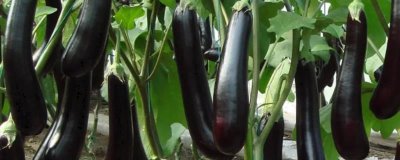 茄子苗盘育苗方法,将种子处理后再播种