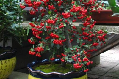 火棘树盆栽多久浇一次水,出苗后早晚各一次