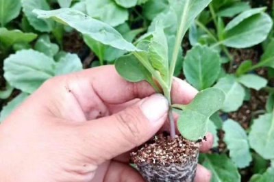 甘蓝的种植方法,夏播甘蓝可选在7月下旬左右