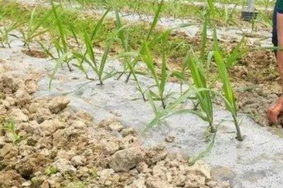 如何挑选甘蔗种子，分块选、株选及芽选