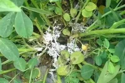 花生虫害类型，蛴螬、棉铃虫、蚜虫等害虫较常见