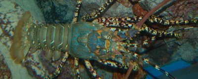 锦绣龙虾的产地，在我国主产于南海等海域