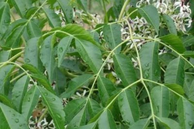 哪些植物可以防治茶叶害虫，苦楝树叶、枫杨树叶、松针叶均有防虫效果