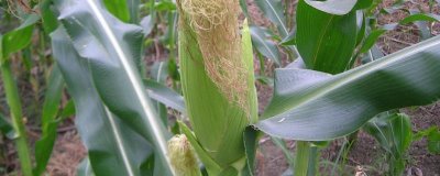 天成198玉米品种简介,密度4500株/亩左右