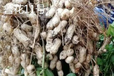 适合山东种植的花生高产品种,以下这六个品种可以考虑