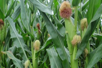 农科糯387玉米品种的特性,增加钾肥量注意防治病虫害