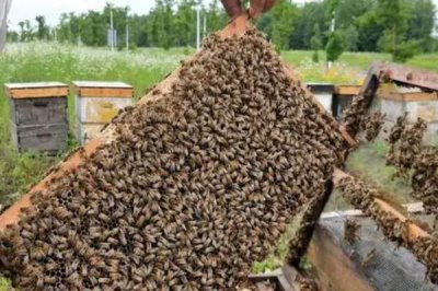 定地养蜂一人能养多少，因蜜源而定