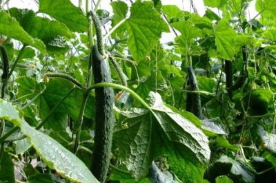 黄瓜留几个主枝好,一般留2-3个主枝即可