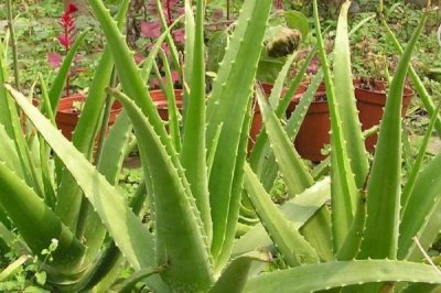 芦荟为什么会烂根，水分过多、施肥过量容易导致根系腐烂