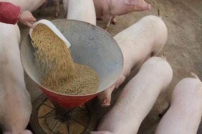 养猪没麸皮用什么代替,可以用玉米代替