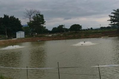 怎么处理浑浊的养殖水体,可在天气晴朗时泼洒净水剂