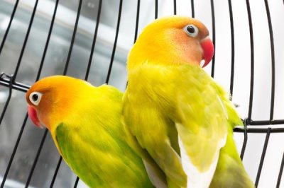 养殖鹦鹉要办理哪些手续,有动物防疫合格证、工商营业执照等