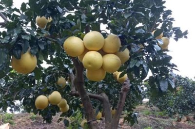 提高柚子甜度的方法，追施钾肥可以起到增甜效果