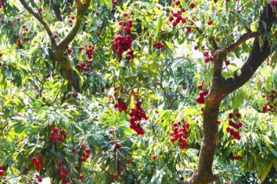 荔枝的施肥时间,分为基肥、促花肥、壮果肥