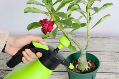 沙漠玫瑰秋季浇水方法，可每隔5-7天浇一次