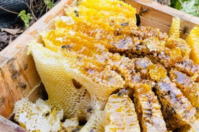 野桂花蜜为什么那么贵,蜜源稀少且品质优良