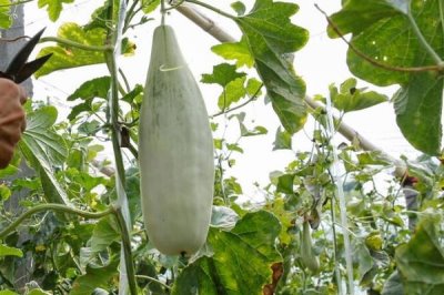 羊角蜜甜瓜坐果后的管理方法,要做好摘心工作