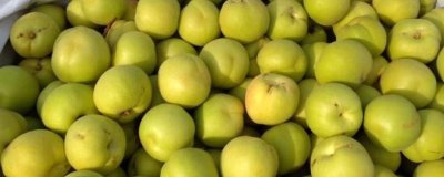 香白杏的价格,一斤需要1.5-5元左右