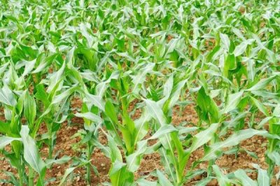 隆丰9966玉米种子介绍，注意防治丝黑穗