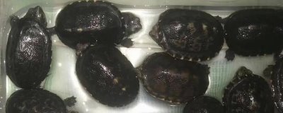 白唇蛋龟的养殖方法，容器要足够