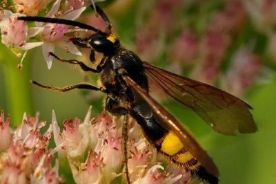 马蜂在窗户角筑巢怎么办,威胁到人身安全时则要立即处理掉