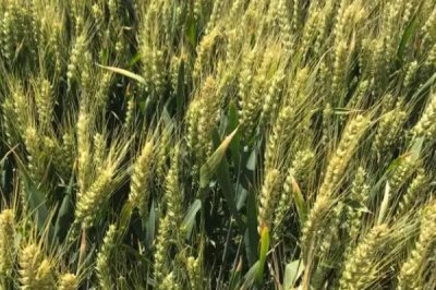 马兰6号小麦种子特征特性，与对照品种济麦22熟期相当