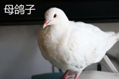 鸽子怎么分公母,常用这4种方法