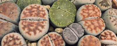 夏季如何养护生石花，适当遮阴能避免植株被晒伤