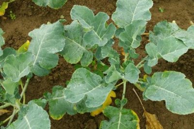 鹅不能吃什么植物,不能吃臭椿叶、灰灰菜、楝树叶等