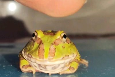 角蛙怎么饲养,每隔2天换一次水