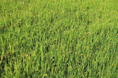 榕25S水稻品种简介,在福建泉州4月26日播种