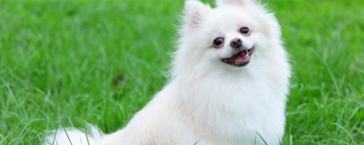 博美犬怎么训练，需要从简单到难