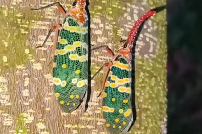 龙眼鸡的价格,一只大概需要6-8元左右